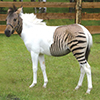 Zebrakon